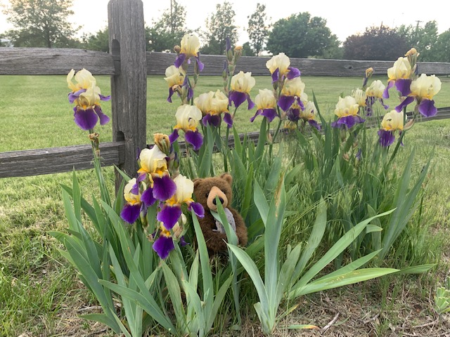 edward and irises